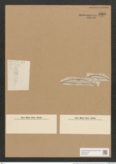 Amphora weissflogii A. Schm. (de-Toni-Nr.: Genus 36, Species 1542) Zeichnungen Sammlung Grunow Nr. 2965 (NHMW-BOT-W0370327)